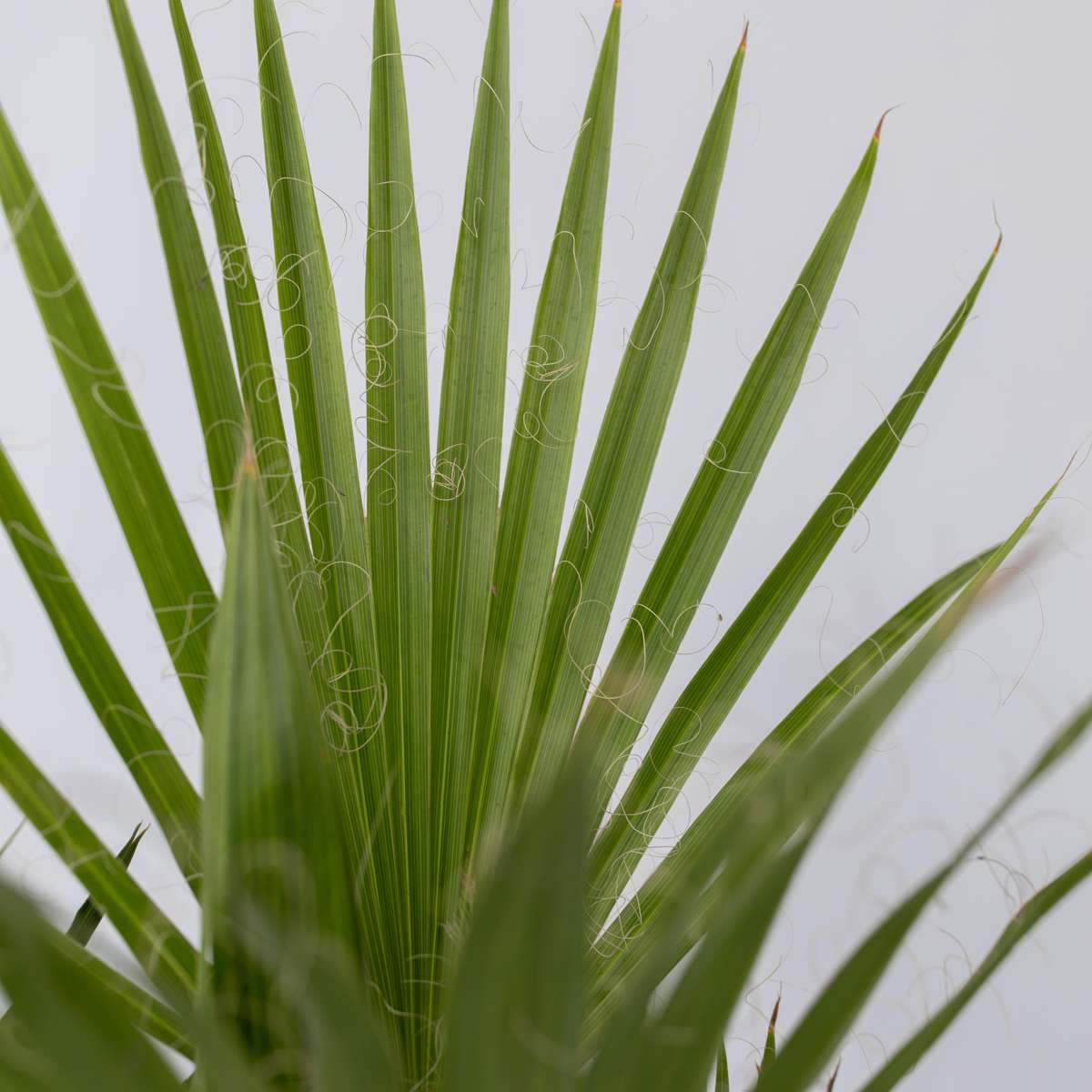 Florastore Gartenpalmen - 3 Stk - Phoenix,Chamaerops,Washingtonia - Höhe 50-70Cm - ⌀15Cm