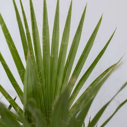 Florastore Gartenpalmen - 3 Stk - Phoenix,Chamaerops,Washingtonia - Höhe 50-70Cm - ⌀15Cm