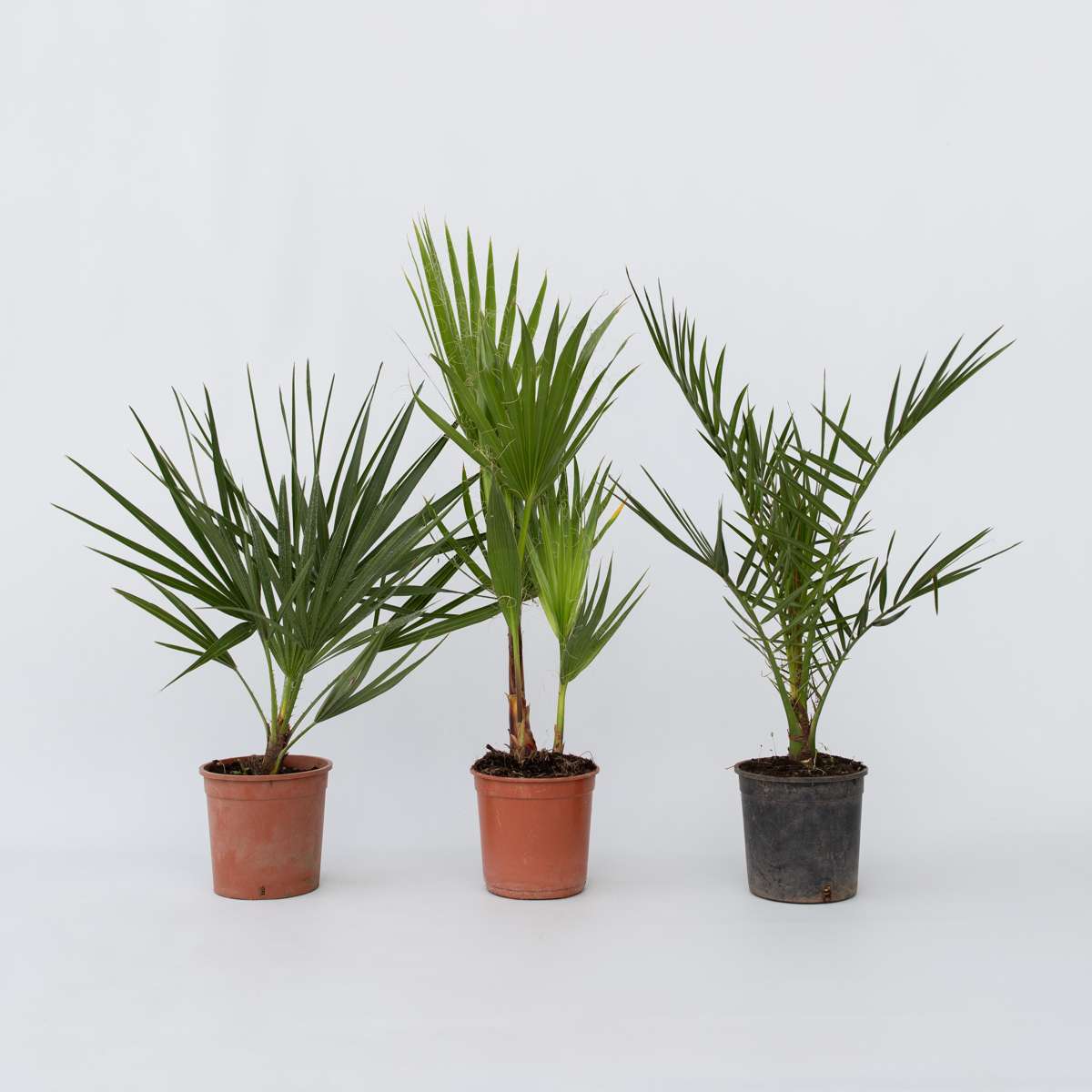 Florastore Gartenpalmen - 3 Stk - Phoenix,Chamaerops,Washingtonia - Höhe 50-70Cm - ⌀15Cm