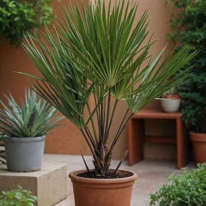Florastore Gartenpalmen - 3 Stk - Phoenix,Chamaerops,Washingtonia - Höhe 50-70Cm - ⌀15Cm