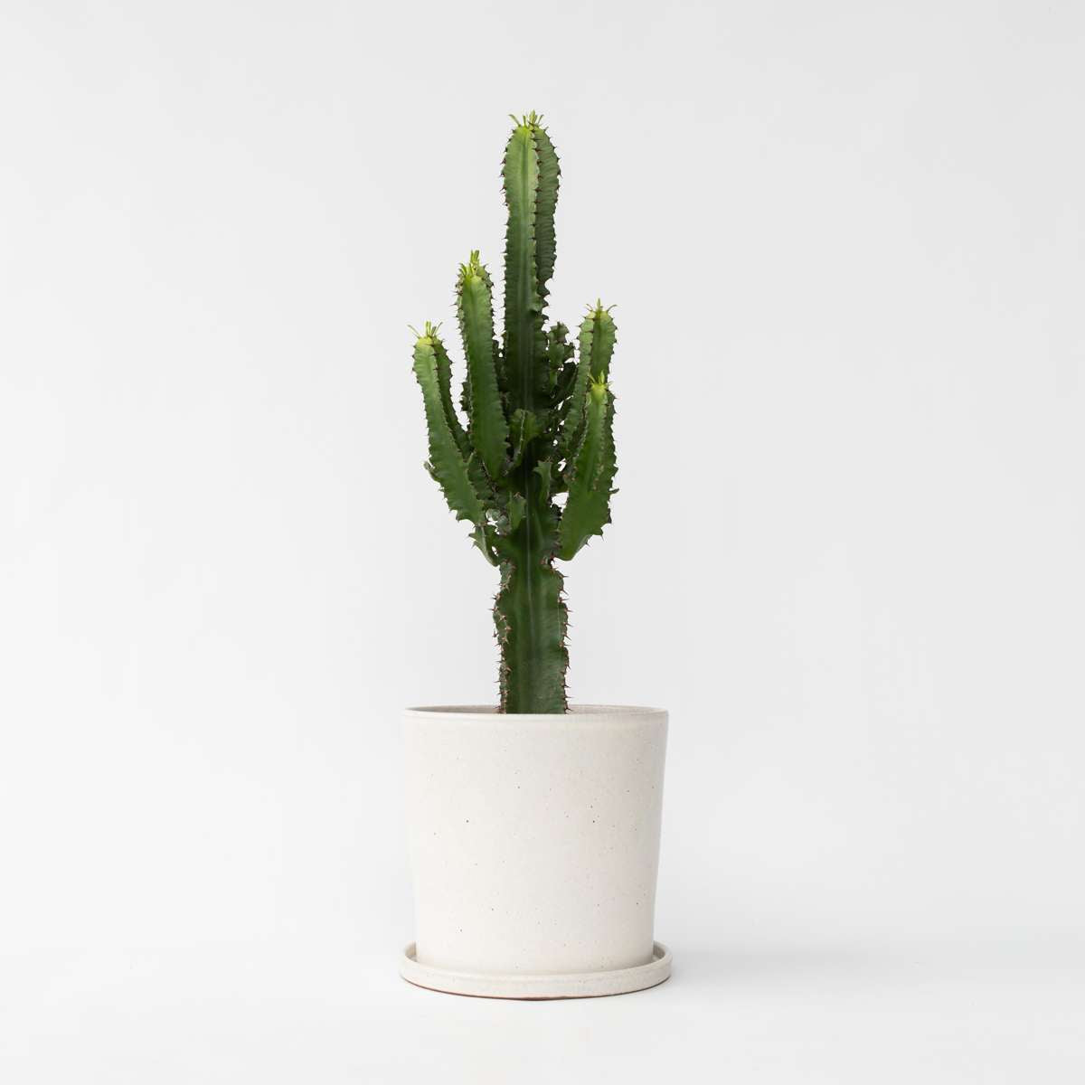 Florastore Cowboy-Kaktus - Euphorbia Ingens - Höhe 50-60Cm - ⌀17Cm
