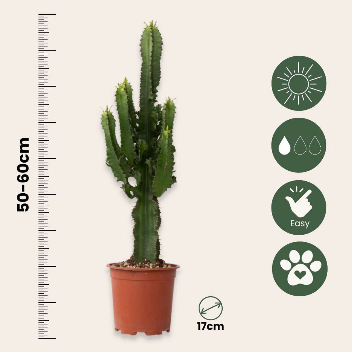 Florastore Cowboy-Kaktus - Euphorbia Ingens - Höhe 50-60Cm - ⌀17Cm