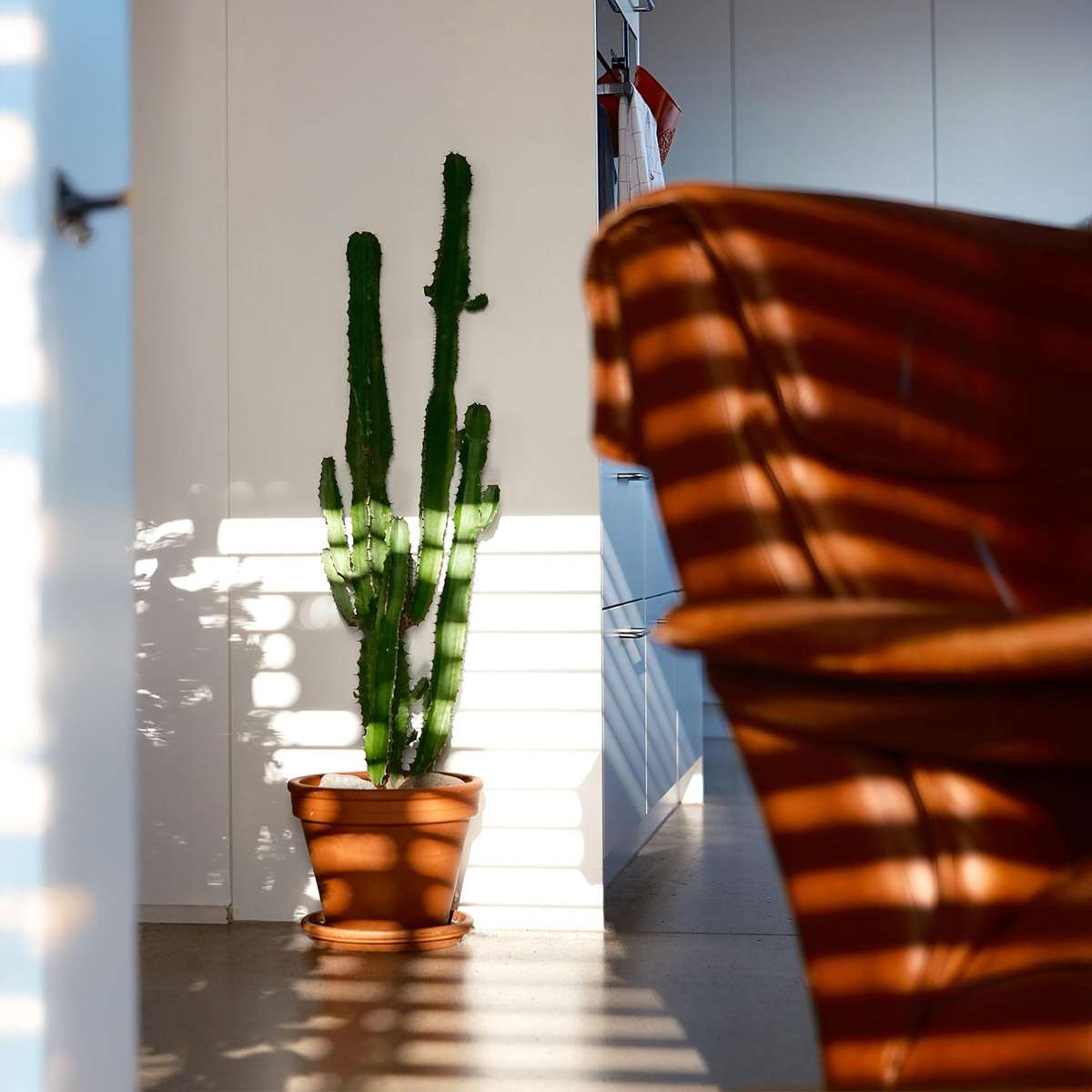 Florastore Cowboy-Kaktus - Euphorbia Ingens - Höhe 50-60Cm - ⌀17Cm