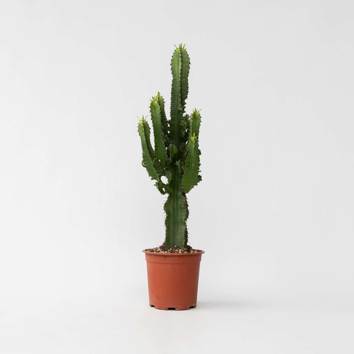 Florastore Cowboy-Kaktus - Euphorbia Ingens - Höhe 50-60Cm - ⌀17Cm