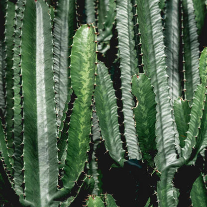 Florastore Cowboy-Kaktus - Euphorbia Ingens - Höhe 50-60Cm - ⌀17Cm