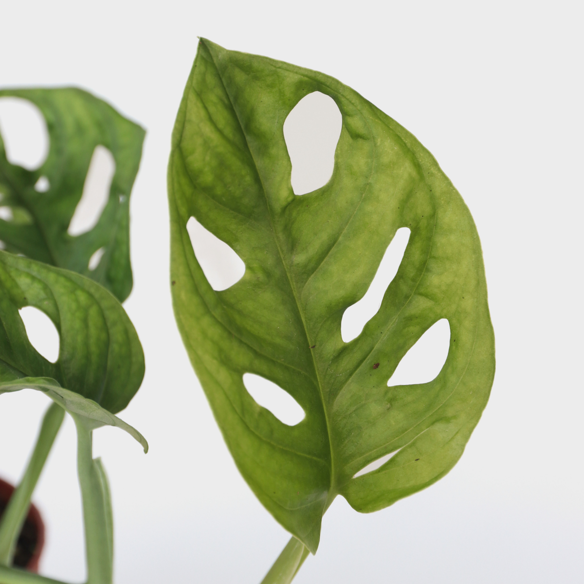 Florastore Fensterblatt - Monstera Adansonii 'Monkey Mask' - Höhe 25-30Cm - ⌀12Cm