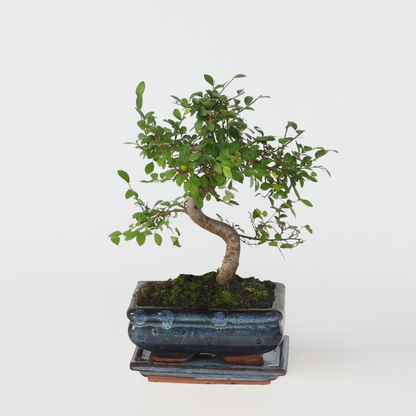 Florastore Bonsaibaume - Zelkova Serrata - Höhe 20-30Cm - ⌀20Cm