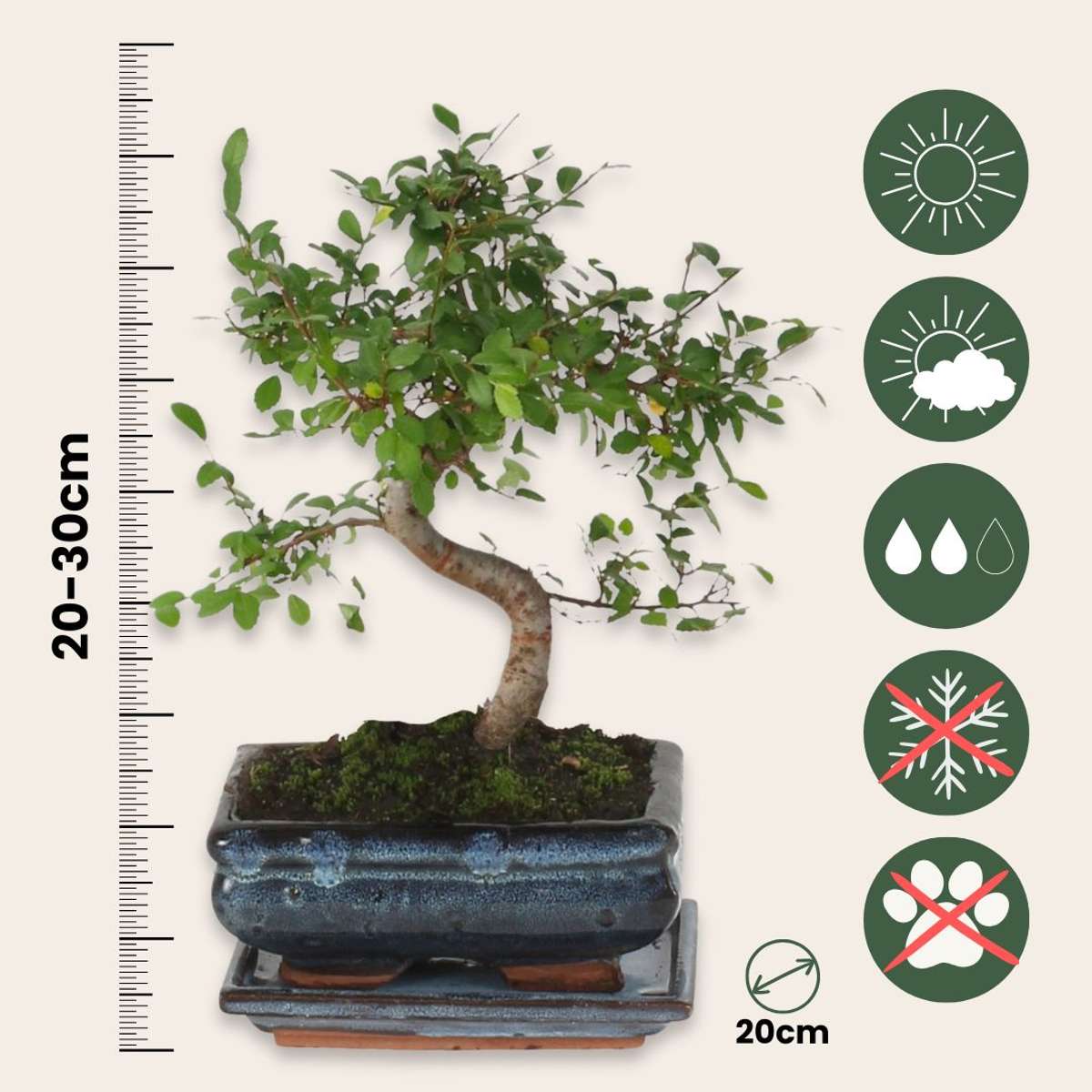 Florastore Bonsaibaume - Zelkova Serrata - Höhe 20-30Cm - ⌀20Cm
