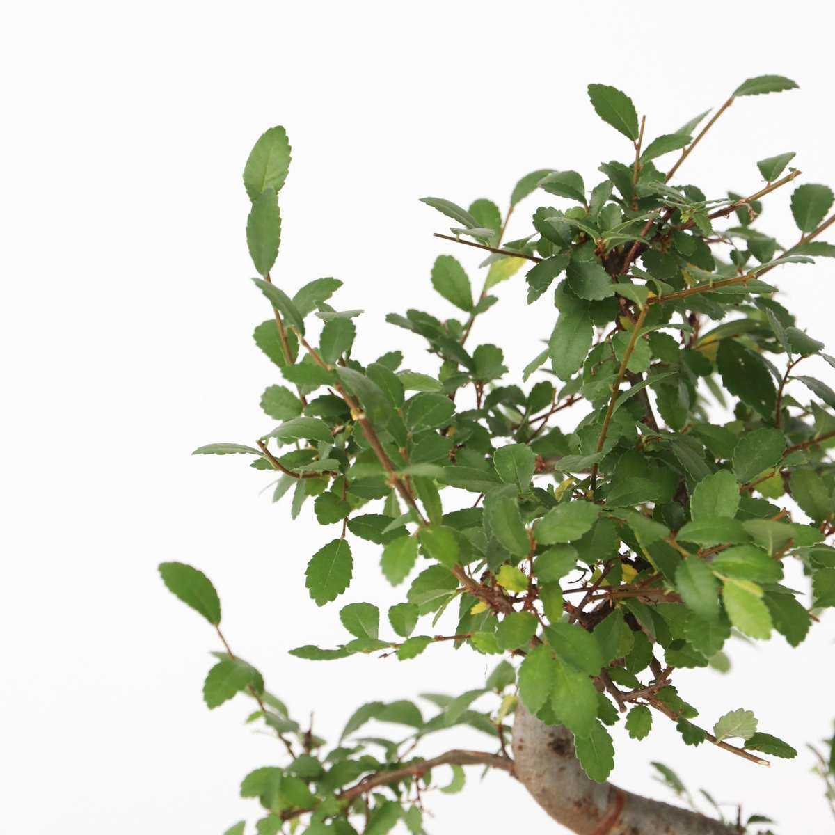 Florastore Bonsaibaume - Zelkova Serrata - Höhe 20-30Cm - ⌀20Cm