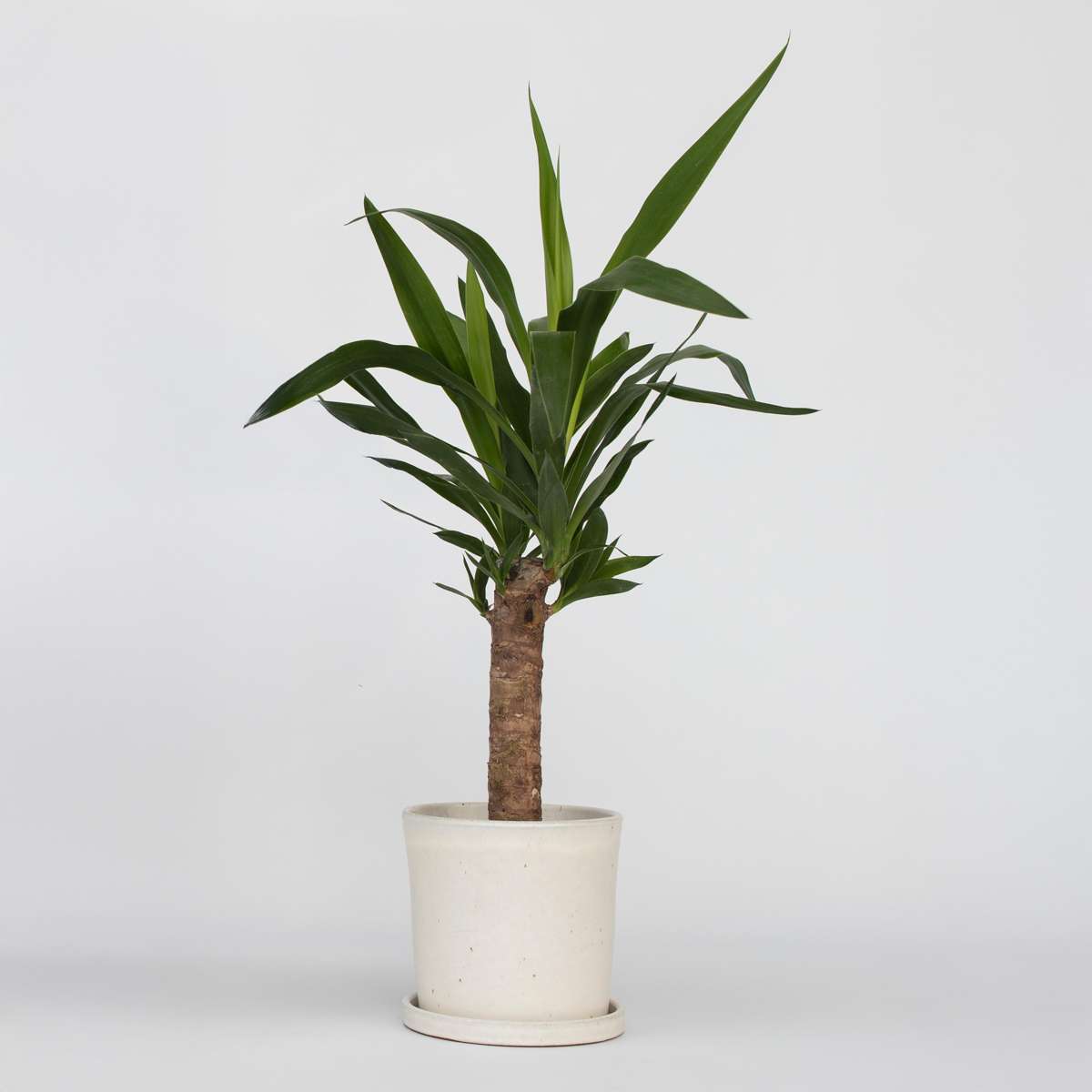 Florastore Palmlilie - Yucca Elephantipes - Höhe 50-60Cm - Pot 14Cm