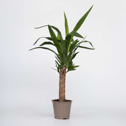 Florastore Palmlilie - Yucca Elephantipes - Höhe 50-60Cm - Pot 14Cm