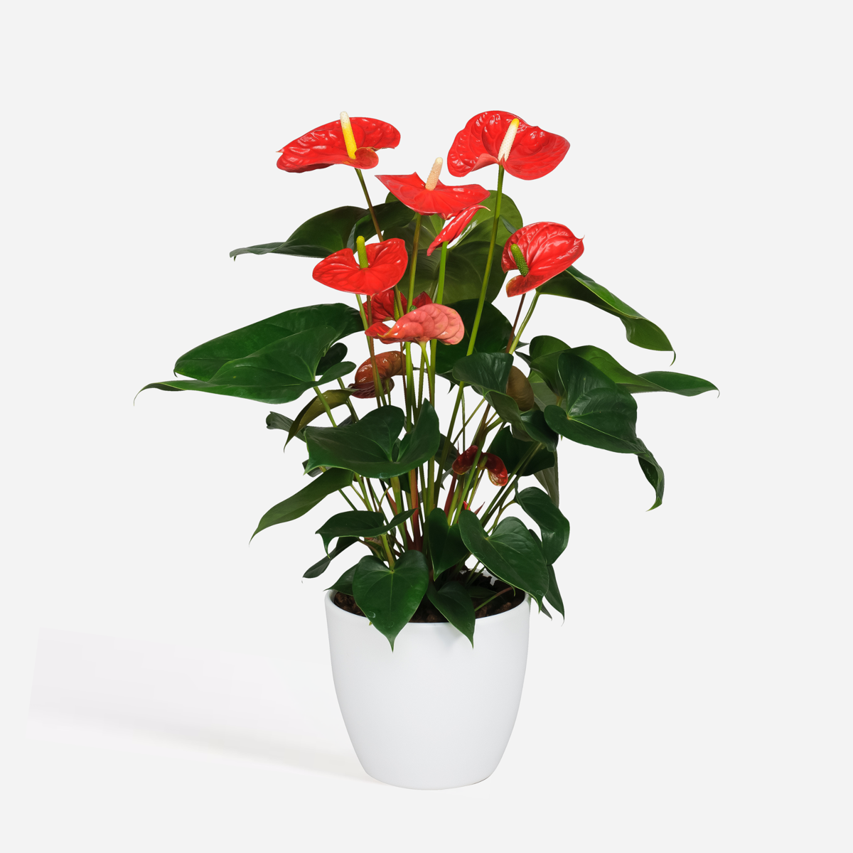 Florastore Flamingoblume - Anthurium 'Madural Red' - Höhe 55-70Cm - Ø17Cm
