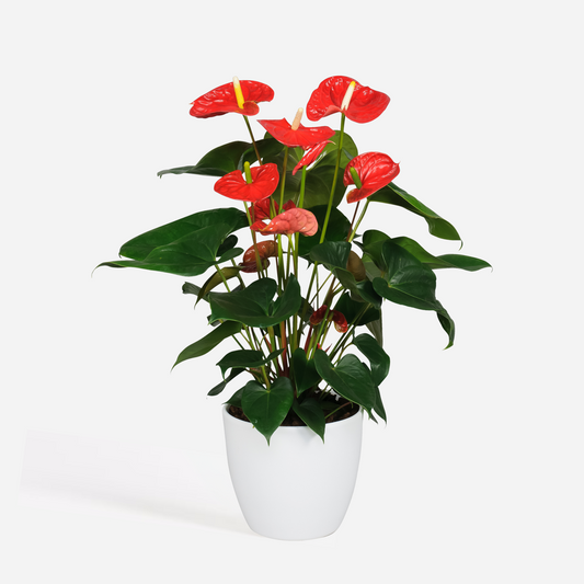 Florastore Flamingoblume - Anthurium 'Madural Red' - Höhe 55-70Cm - Ø17Cm