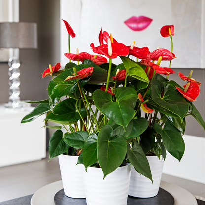Florastore Flamingoblume - Anthurium 'Madural Red' - Höhe 55-70Cm - Ø17Cm