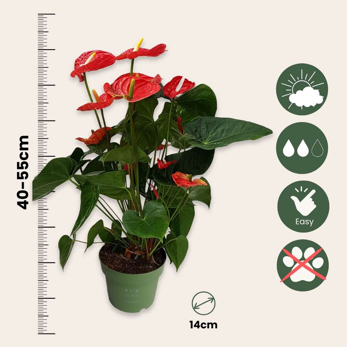 Florastore Flamingoblume - Anthurium 'Madural Red' - Höhe 55-70Cm - Ø17Cm