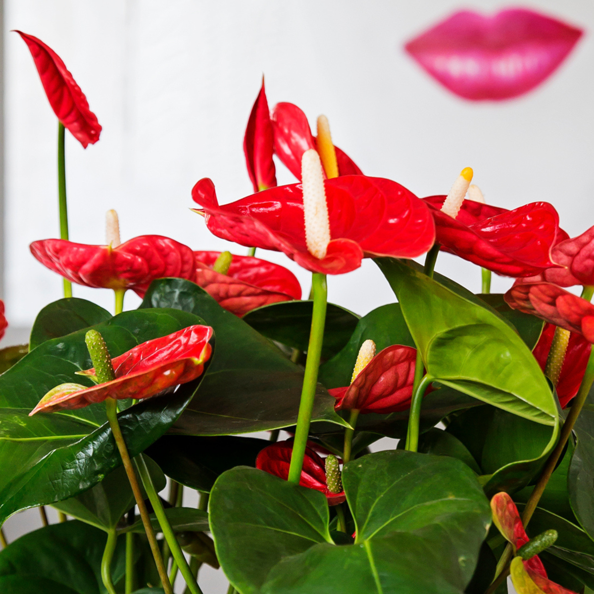 Florastore Flamingoblume - Anthurium 'Madural Red' - Höhe 55-70Cm - Ø17Cm