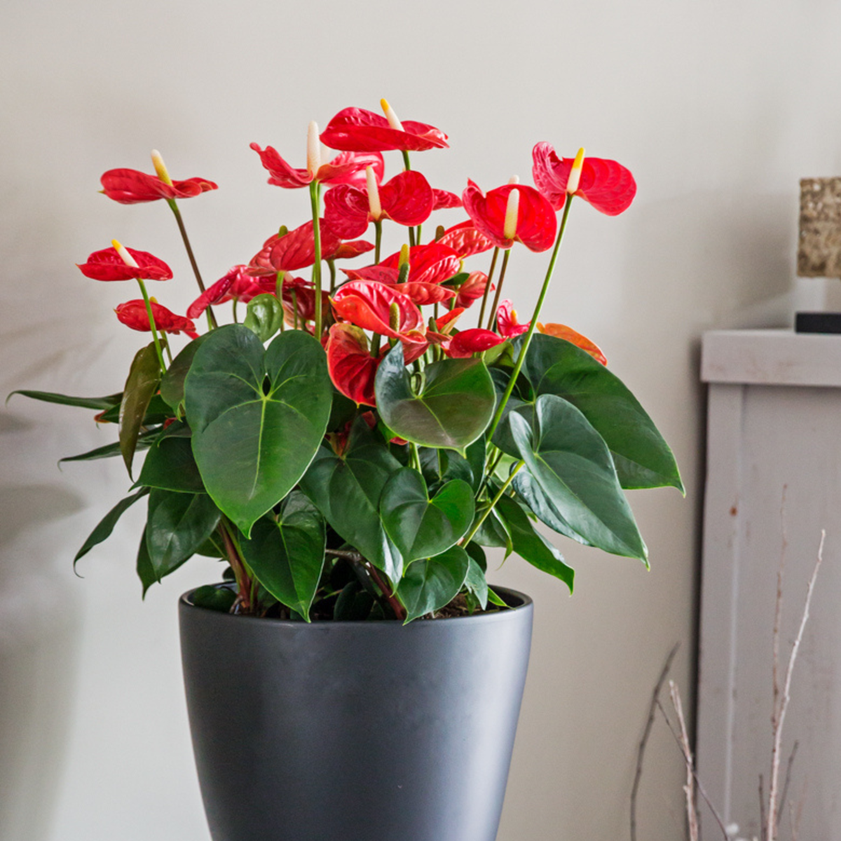 Florastore Flamingoblume - Anthurium 'Madural Red' - Höhe 55-70Cm - Ø17Cm