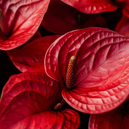 Florastore Flamingoblume - Anthurium 'Madural Red' - Höhe 55-70Cm - Ø17Cm