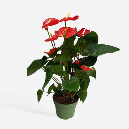 Florastore Flamingoblume - Anthurium 'Madural Red' - Höhe 55-70Cm - Ø17Cm