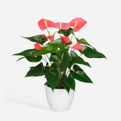 Florastore Flamingoblume - Anthurium 'Maine Pink' - Höhe 55-70Cm - Ø17Cm