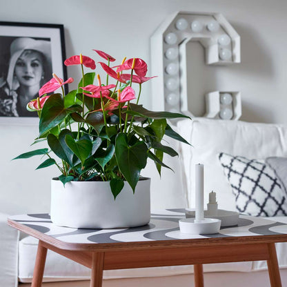 Florastore Flamingoblume - Anthurium 'Maine Pink' - Höhe 55-70Cm - Ø17Cm