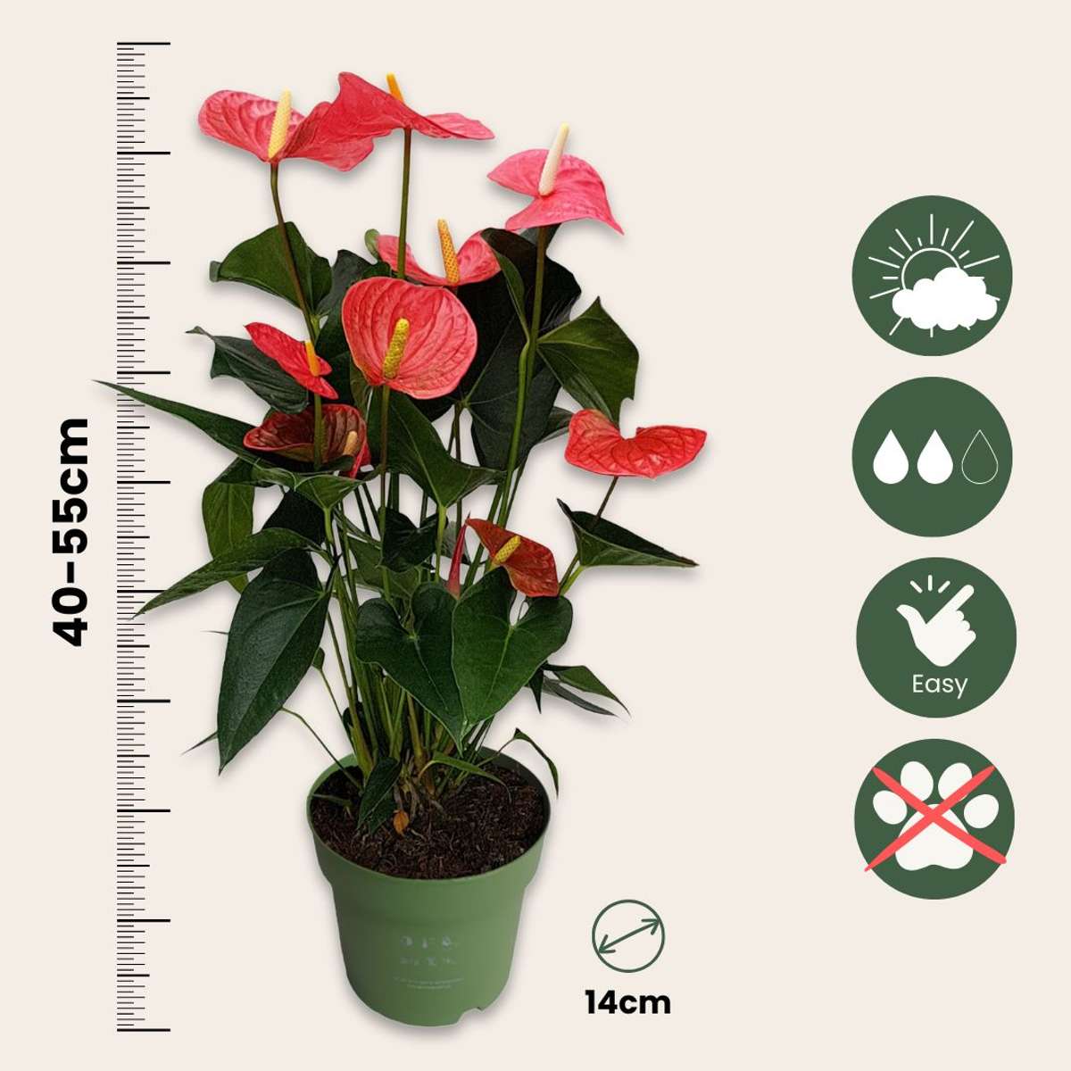 Florastore Flamingoblume - Anthurium 'Maine Pink' - Höhe 55-70Cm - Ø17Cm