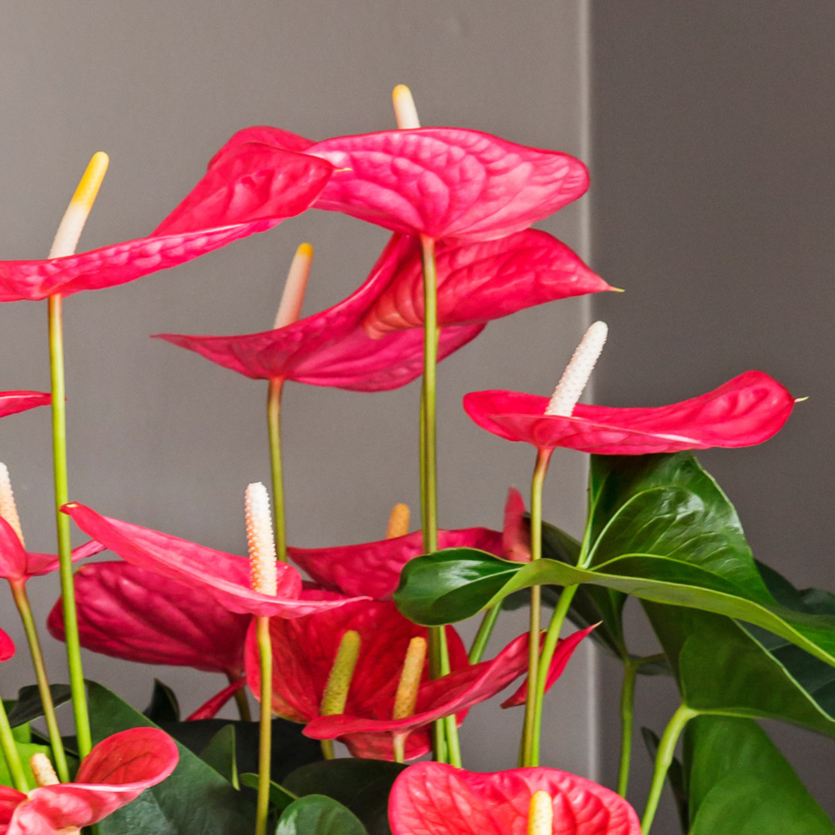 Florastore Flamingoblume - Anthurium 'Maine Pink' - Höhe 55-70Cm - Ø17Cm
