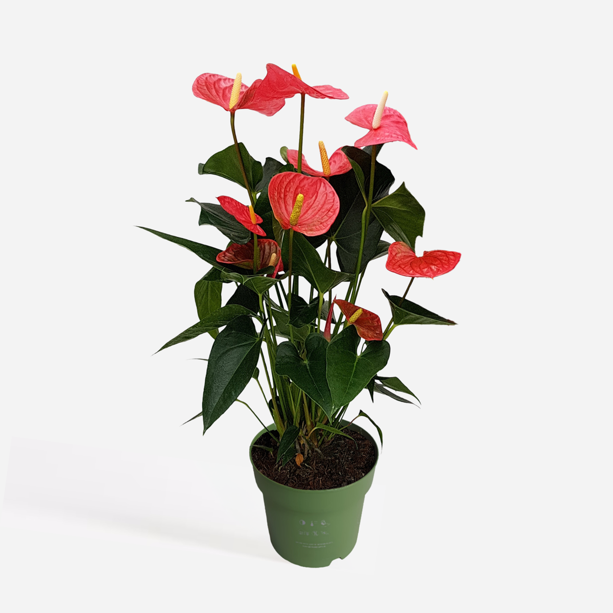 Florastore Flamingoblume - Anthurium 'Maine Pink' - Höhe 55-70Cm - Ø17Cm