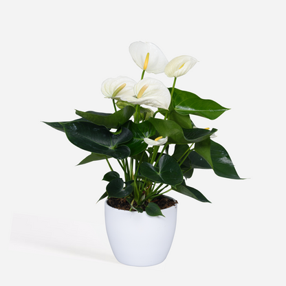Florastore Flamingoblume - Anthurium 'Alpine White' - Höhe 40-55Cm - Ø14Cm