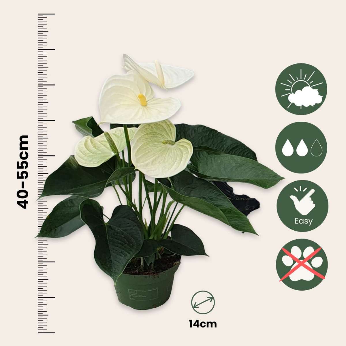 Florastore Flamingoblume - Anthurium 'Alpine White' - Höhe 40-55Cm - Ø14Cm