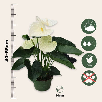 Florastore Flamingoblume - Anthurium 'Alpine White' - Höhe 40-55Cm - Ø14Cm