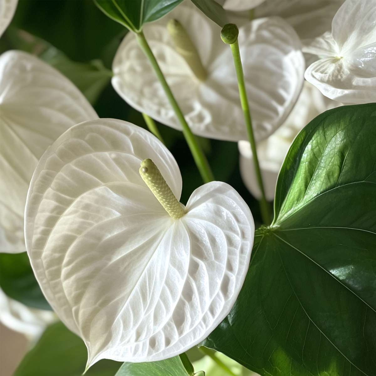 Florastore Flamingoblume - Anthurium 'Alpine White' - Höhe 40-55Cm - Ø14Cm