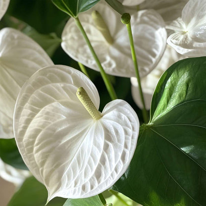 Florastore Flamingoblume - Anthurium 'Alpine White' - Höhe 40-55Cm - Ø14Cm