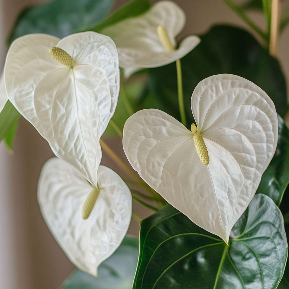 Florastore Flamingoblume - Anthurium 'Alpine White' - Höhe 40-55Cm - Ø14Cm