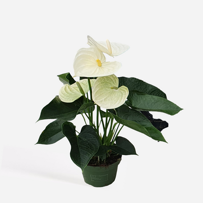 Florastore Flamingoblume - Anthurium 'Alpine White' - Höhe 40-55Cm - Ø14Cm