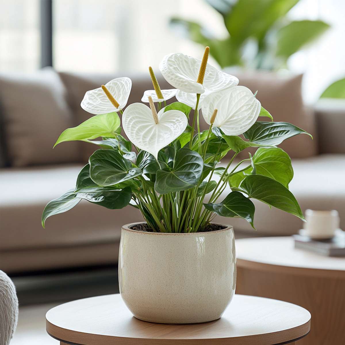 Florastore Flamingoblume - Anthurium 'Alpine White' - Höhe 40-55Cm - Ø14Cm