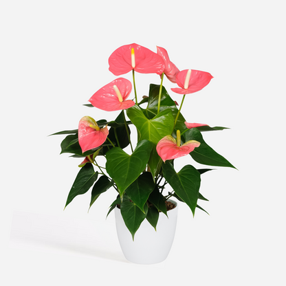 Florastore Flamingoblume - Anthurium 'Colorado Pink' - Höhe 40-55Cm - Ø14Cm