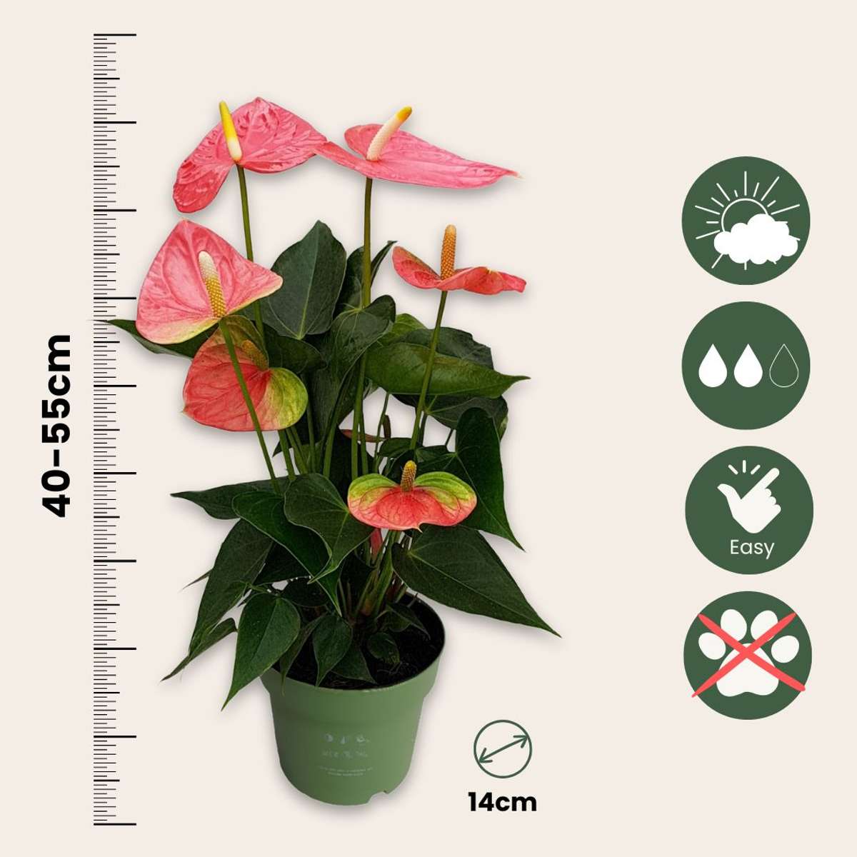 Florastore Flamingoblume - Anthurium 'Colorado Pink' - Höhe 40-55Cm - Ø14Cm