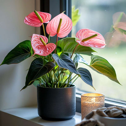 Florastore Flamingoblume - Anthurium 'Colorado Pink' - Höhe 40-55Cm - Ø14Cm
