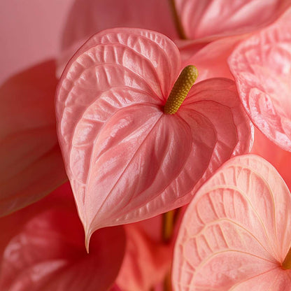 Florastore Flamingoblume - Anthurium 'Colorado Pink' - Höhe 40-55Cm - Ø14Cm