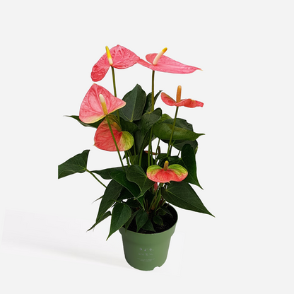 Florastore Flamingoblume - Anthurium 'Colorado Pink' - Höhe 40-55Cm - Ø14Cm
