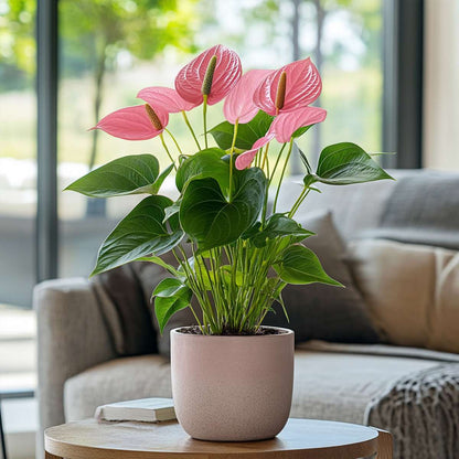Florastore Flamingoblume - Anthurium 'Colorado Pink' - Höhe 40-55Cm - Ø14Cm
