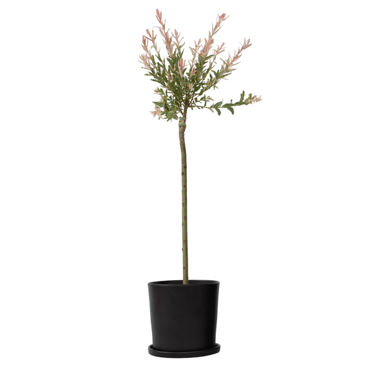 Florastore Zierweide - Salix Integra 'Flamingo' - Höhe 90-110Cm - Topf 19Cm