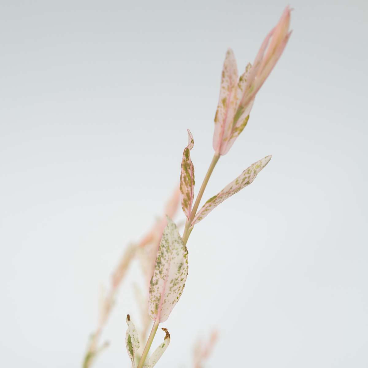 Florastore Zierweide - Salix Integra 'Flamingo' - Höhe 90-110Cm - Topf 19Cm