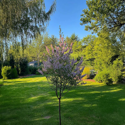 Florastore Zierweide - Salix Integra 'Flamingo' - Höhe 90-110Cm - Topf 19Cm