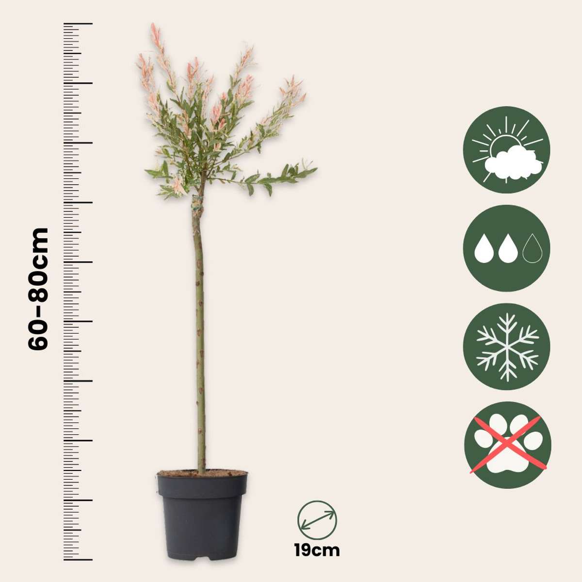 Florastore Zierweide - Salix Integra 'Flamingo' - Höhe 90-110Cm - Topf 19Cm