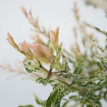 Florastore Zierweide - Salix Integra 'Flamingo' - Höhe 90-110Cm - Topf 19Cm