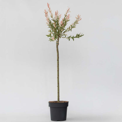 Florastore Zierweide - Salix Integra 'Flamingo' - Höhe 90-110Cm - Topf 19Cm