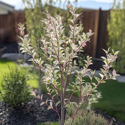 Florastore Zierweide - Salix Integra 'Flamingo' - Höhe 90-110Cm - Topf 19Cm