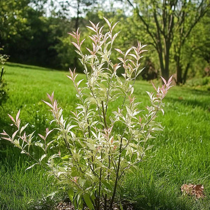 Florastore Zierweide - Salix Integra 'Flamingo' - Höhe 90-110Cm - Topf 19Cm